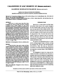 Thumbnail de Calogênese em explantes foliares de Mammea americana L.