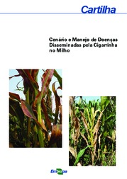 Thumbnail de Cenário e manejo de doenças disseminadas pela cigarrinha no milho.