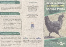 Thumbnail de GALINHA caipira da raça nativa Canela-Preta.