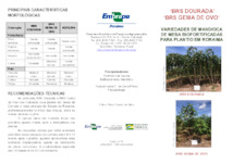 Thumbnail de BRS Dourada e BRS Gema de Ovo: variedades de mandioca de mesa biofortificadas para plantio em Roraima.