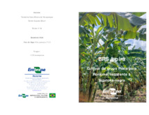 Thumbnail de BRS Japira Cultivar do grupo Prata para Roraima, resistente à Sigatoka-negra.
