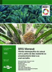 Thumbnail de BRS Manaué: híbrido interespecífico do caiaué com a palma de óleo resistente ao amarelecimento-fatal e ao anel-vermelho.