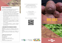 Thumbnail de BRS Gaia: cultivar de batata de película vermelha e uso culinário versátil.