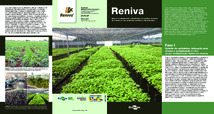 Thumbnail de RENIVA: Rede de multiplicação e distribuição de manivas - semente de mandioca com qualidade genética e fitossanitária.