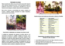 Thumbnail de Arborização e características de espécies para composição de sistemas de cultivo de café (Coffea canephora) em Rondônia.