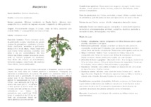 Thumbnail de Manjericão (Ocimum basilicum L.).