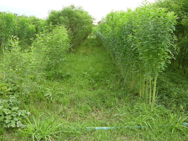 Imagem de Adubação verde na forma de consórcio de quiabeiro com crotalária em cultivo orgânico