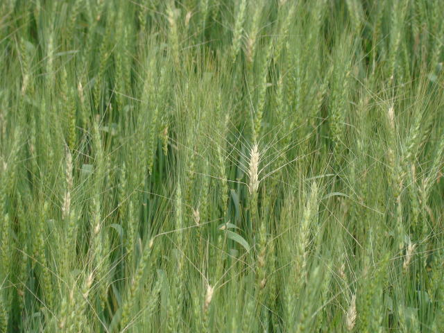 Imagem de Compostos bioativos de óleos essenciais para controle da brusone do trigo