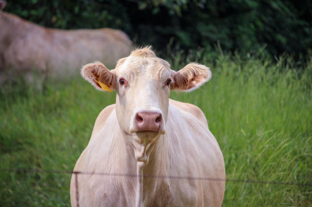 Imagem de Transferência Intrafolicular de Ovócitos Imaturos de bovinos - TIFOI