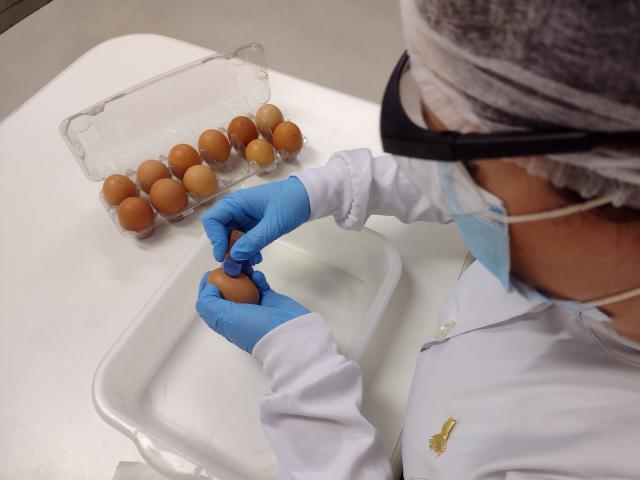 Imagem de Processo de beneficiamento a seco de ovos