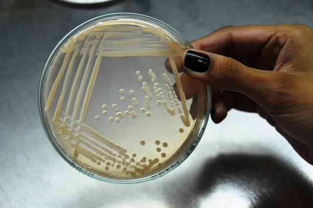 Imagem de Estirpes de bactérias fixadoras de nitrogênio e promotoras de crescimento para produção de inoculante para cana-de-açúcar