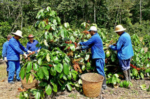 Imagem de App Cronos Plantio - Orientações para apoiar o manejo de Banana e do Guaraná no Amazonas