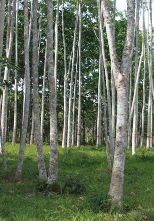 Imagem de Taxi-Branco: uma leguminosa arbórea para recuperar áreas degradadas e abandonadas pela agricultura migratória na Amazônia