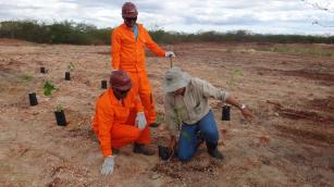 Imagem de Desenvolvimento de tecnologia de recuperação de áreas degradadas por perda de horizonte superficial na Caatinga