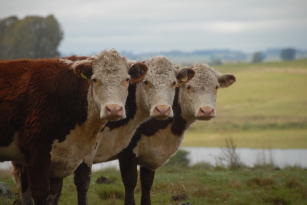 Imagem de Predição genômica da resistência ao parasitismo pelo carrapato bovino nas raças Hereford e Braford