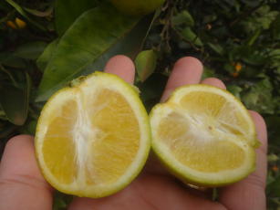 Imagem de Huanglongbing dos citros: abordagem biomatemática como suporte à defesa fitossanitária