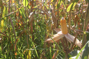 Imagem de Manejo de plantas daninhas na cultura do milho consorciado com capim-braquiária  