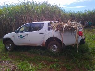 Imagem de Desenvolvimento de sistemas de cultivo de cana-de-açúcar no Cerrado