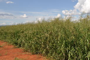 Imagem de Mapeamento de níveis de degradação de pastagens no bioma Cerrado por meio de geotecnologias