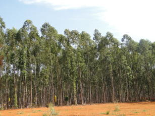 Imagem de SISEucalipto - Sistema para manejo de florestas de Eucalipto