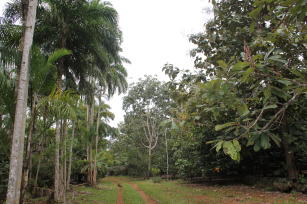 Imagem de Sistemas Agroflorestais Agroecológicos e Biodiversos para a região Sudeste