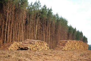 Imagem de Utilização de árvores-armadilha para monitoramento do ataque da vespa-da-madeira em plantios de pínus