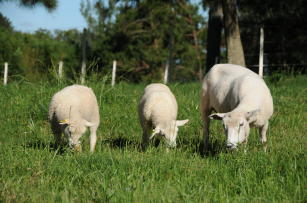 Imagem de Estratégias genéticas para incremento da prolificidade e produtividade em ovinos