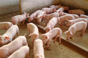 Imagem de Suínos em família: Cooperação, comunicação e transferência de tecnologia para a produção de carne suína segura sem uso de antimicrobianos
