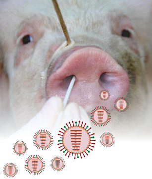 Imagem de Diversidade genética e antigênica dos vírus influenza A e eficácia de métodos de diagnóstico e vacina nanotecnológica para o controle da influenza em suínos