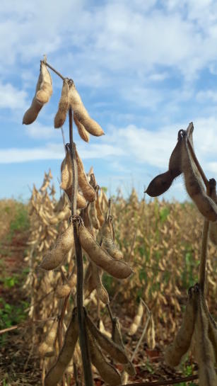 Imagem de Desenvolvimento de Cultivares de Soja para os Principais Sistemas de Produção da Região Centro-Norte do Brasil visando à Sustentabilidade do Agronegócio