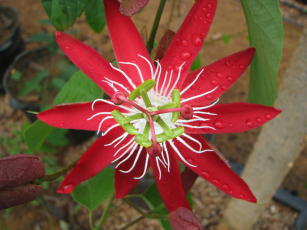 Imagem de Maracujá ornamental BRS Rubiflora