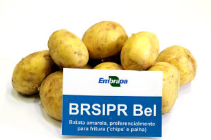 Imagem de Batata - BRSIPR BEL