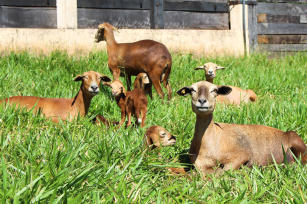 Imagem de Estratégias de cruzamento e de manejo para otimizar o desempenho materno e reprodutivo de ovelhas de corte, para a produção de carne e de couro ovinos de qualidade, na região Sudeste.