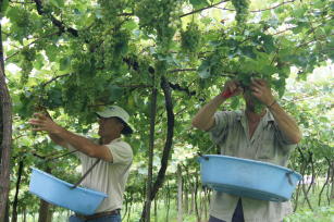 Imagem de Agricultura de Precisão em sistema de produção de uvas para vinho na Região Sudeste