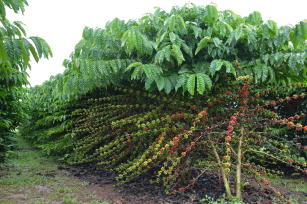 Imagem de Robusta Amazônico – Cultivar híbrida de café - BRS 1216