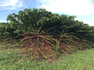 Imagem de Robusta Amazônico – Cultivar híbrida de café – BRS 2299