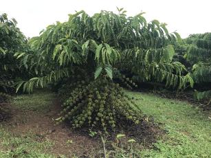 Imagem de Robusta Amazônico – Cultivar híbrida de café – BRS 2336