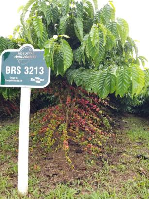 Imagem de Robusta Amazônico – Cultivar híbrida de café – BRS 3213