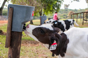 Imagem de Avaliação de tecnologias para a melhoria da saúde animal e redução do uso de drogas veterinárias na produção de bovinos de leite