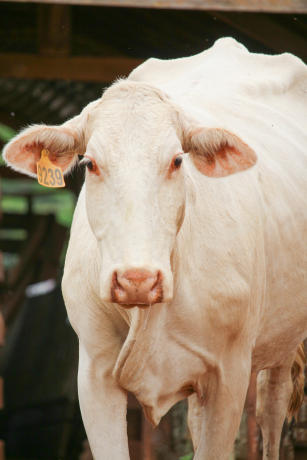 Imagem de Técnicas para identificar bovinos com características desejáveis de qualidade de carne