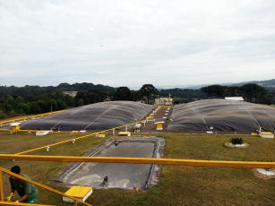 Imagem de Tecnologias e possibilidades para a produção de energia por fermentação de gramíneas em Roraima
