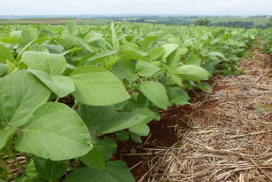 Imagem de Indicação de cultivares de soja tolerantes aos herbicidas do grupo químico sulfonilureias no sistema de produção soja-feijão