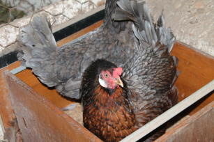 Imagem de Desenvolvimento de ração a base de grãos proteicos para galinhas caipiras da região Nordeste