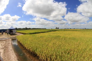 Imagem de Manejo da água e do solo em sistemas de produção de arroz no Sul do Brasil.