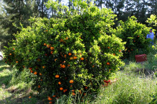 Imagem de Coberturas verdes para pomares de citros do Rio Grande do Sul