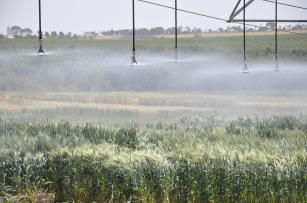Imagem de Parâmetros de manejo de irrigação do trigo cultivado no Cerrado do Brasil Central, buscando a sustentabilidade do sistema de produção
