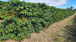 Imagem de Convertido de: Otimização da eficiência de uso da água e do fósforo para cafeeiros cultivados no Cerrado brasileiro