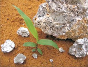 Imagem de Aproveitamento de resíduos da extração de rocha para uso na produção de remineralizadores como fonte alternativa de potássio e no desenvolvimento de novos produtos