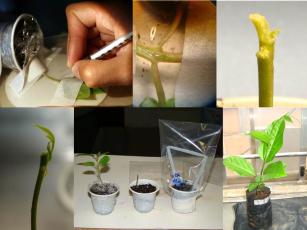 Imagem de Técnicas de cultura de tecidos vegetais in vitro e ex-vitro visando a limpeza clonal do maracujazeiro Passiflora edulis Sims