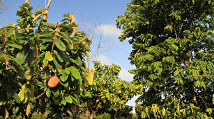 Imagem de Tecnologias sustentáveis para o fortalecimento da fruticultura na Amazônia